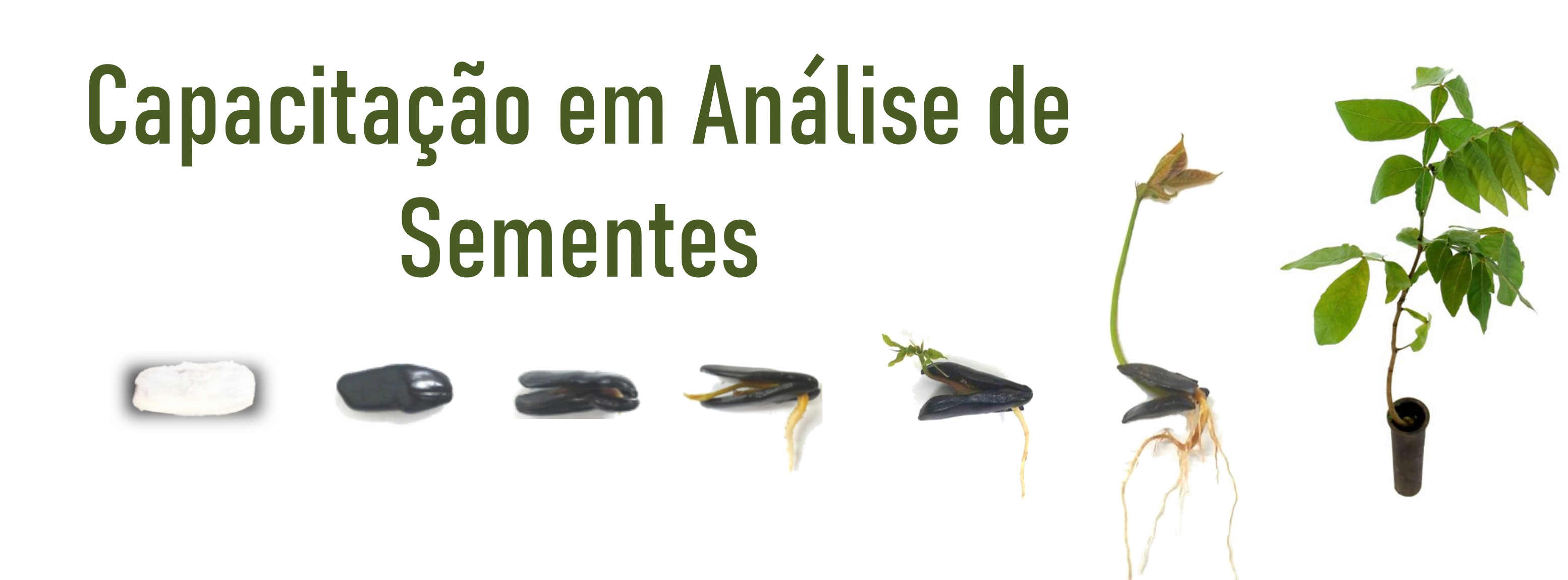 Minicurso de Capacitao em Anlise de Sementes